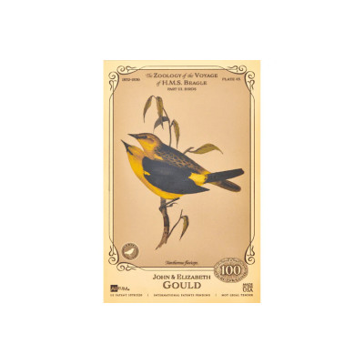 John and Elizabeth Gould Aurum - H.M.S. Beagle kolekcija